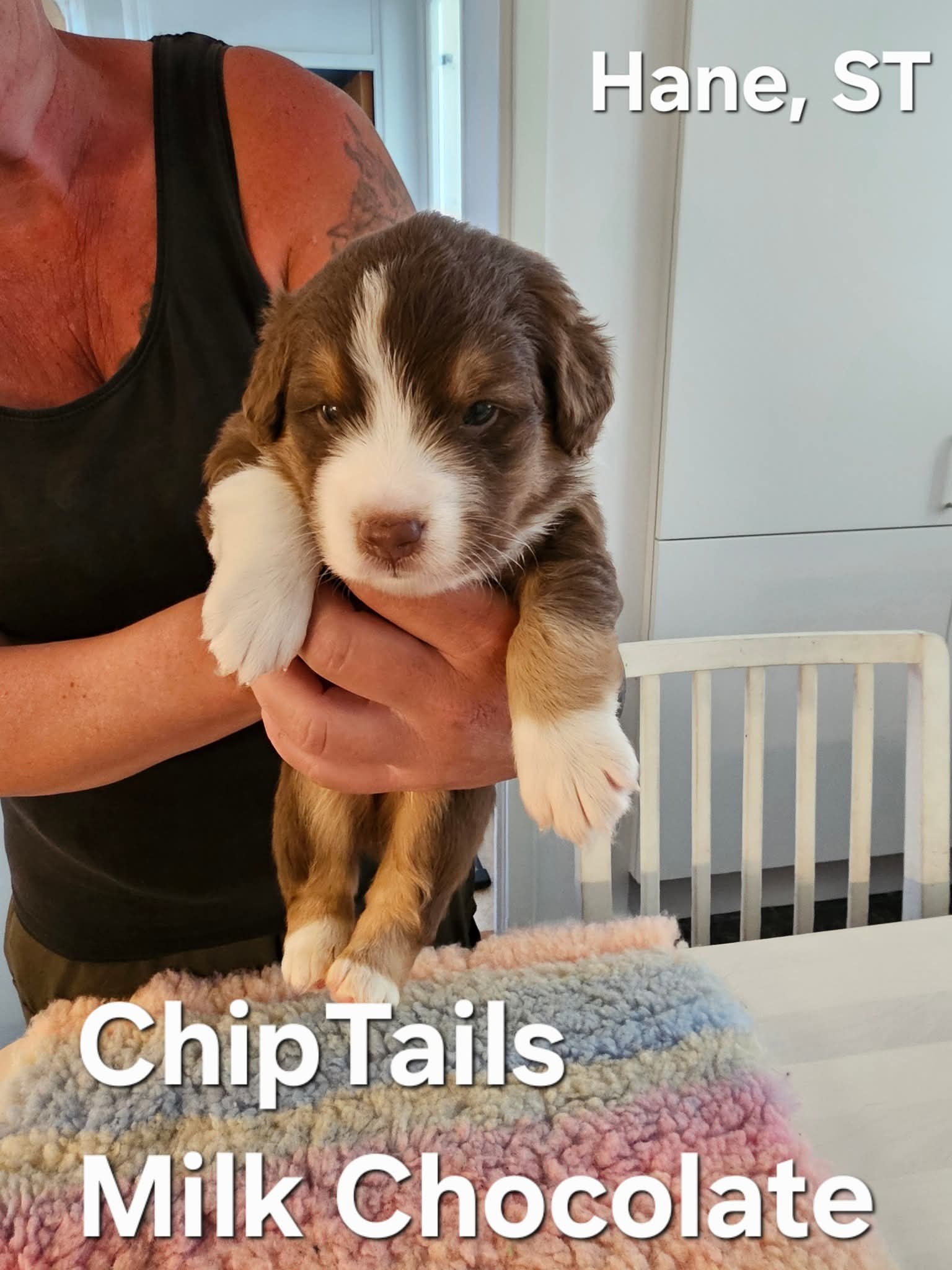 Chiptails Milk Chocolate