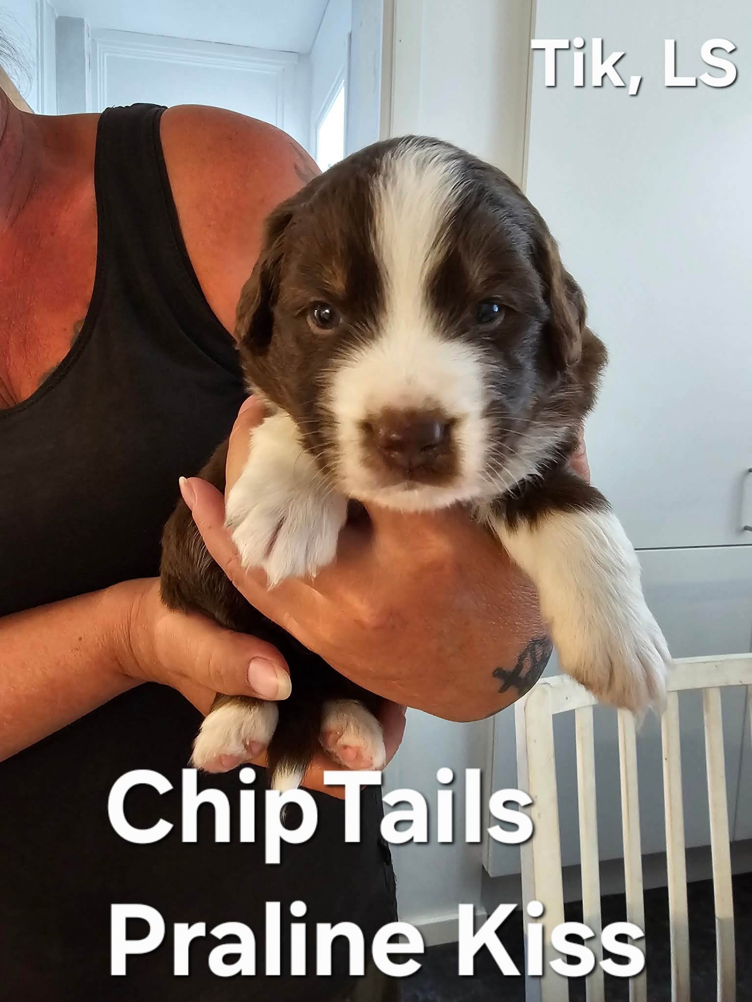 Chiptails Praline Kiss