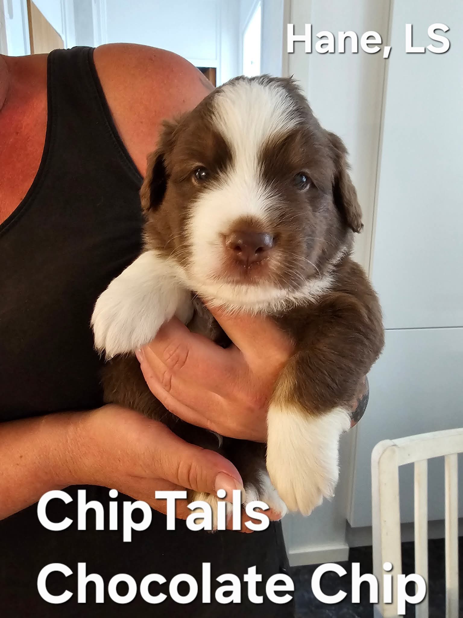 Chiptails Chocolate Chip