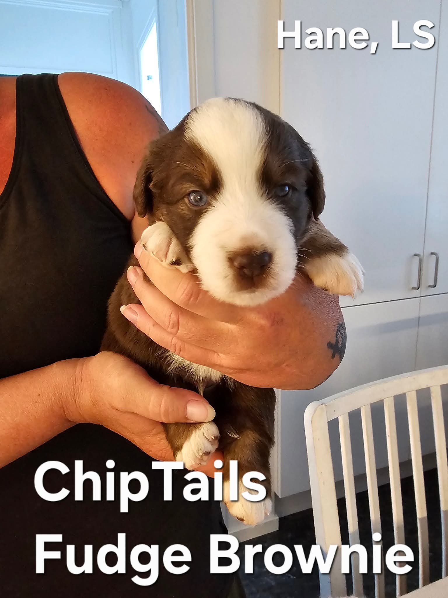 Chiptails Fudge Brownie