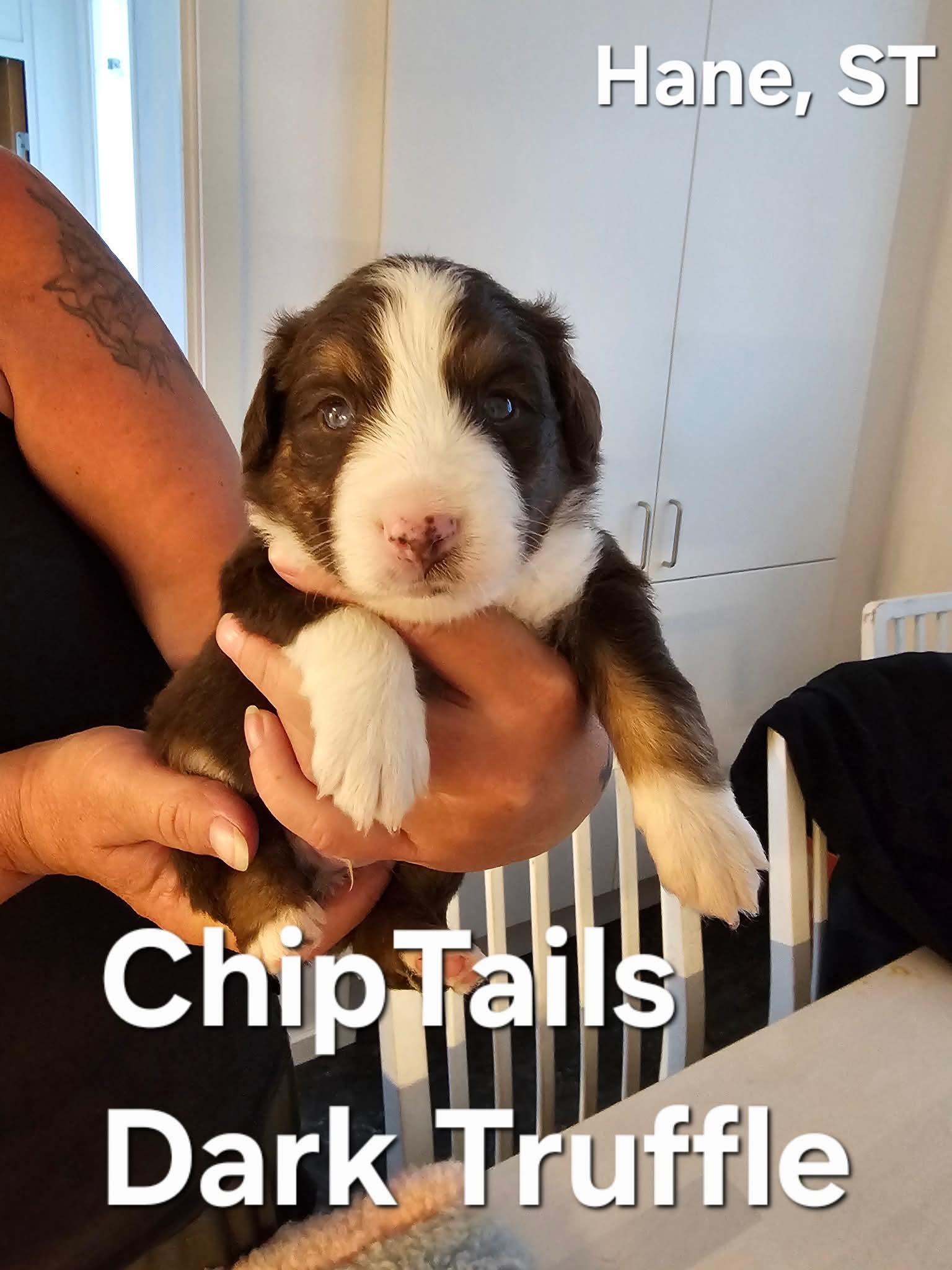 Chiptails Dark Truffle
