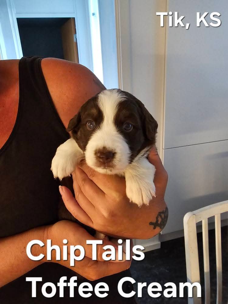 Chiptails Toffee Cream